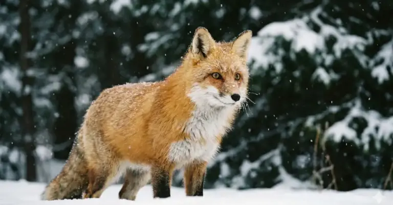 gemini prompts for wildlife photos