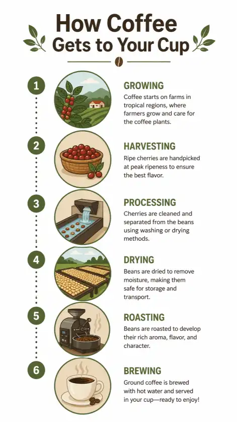 Create a clean infographic titled "How Coffee Gets to Your Cup" showing 6 steps from farm to mug, each step in a circular icon connected by a dotted line, flat design, earth tone color palette, modern sans-serif labels, white background. Use aspect ratio 9:16.