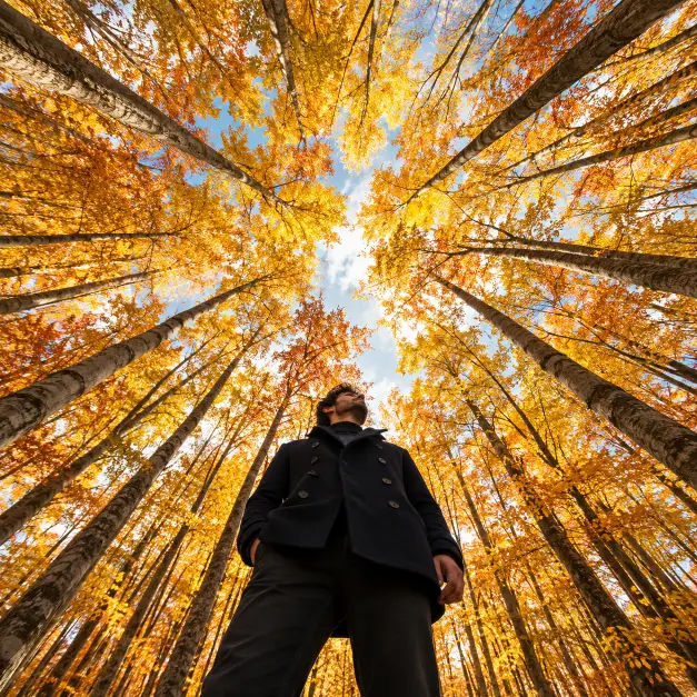 Looking Up Through Golden Trees